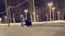 VIDEO  |  Alaska: Un alce pateó a una mujer que paseaba a su perro en la calle