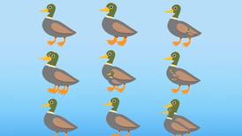 Acertijo visual: ¿Cuántos patos puedes ver en la ilustración?