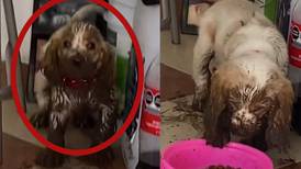 VIDEO | Perrito ensucia de lodo la casa de su dueña y se vuelve viral