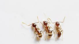 Libera tu hogar de productos tóxicos: Métodos naturales para eliminar hormigas