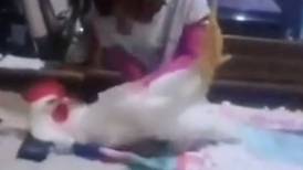 VIDEO: Niña trata a su gallo como bebé y se hace viral en TikTok