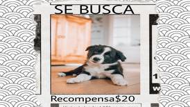 FOTO VIRAL: Perro es encontrado por dibujo de “SE BUSCA”, sus dueñas ofrecieron recompensa de 20 pesos