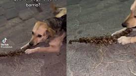 VIDEO | Captan a perro masticando una columna vertebral en Ecatepec ¿Son restos humanos?
