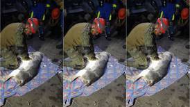 Video: Marino intenta reanimar a perro rescatado en derrumbe del Cerro del Chiquihuite