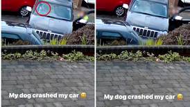 Perro choca el auto de su dueña y se hace viral| VIDEO