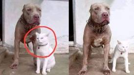 Gatito que se cree perro de la raza Pitbull se vuelve viral en redes sociales
