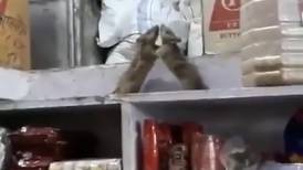 [VIDEO] Feroz pelea entre dos ratas al interior de un almacén en China
