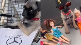 VIDEO | Perrito interpreta canción de Peso Pluma y se hace viral