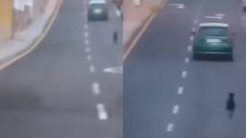 VIDEO | Perro abandonado es viral en España: Lo tiraron del auto en plena carretera
