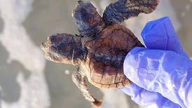 VIDEO: Encuentran a la tortuga de dos cabezas Squirt y Crush