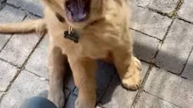 Video Viral: Perrito quiso "soplar" un soplador de hojas y dejó una adorable postal