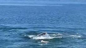VIDEO | Perrito nada con una ballena en la costa de Estados Unidos y se hace viral