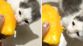 VIDEO | Una gatita que le gusta el mango se viraliza en redes sociales