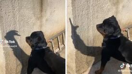 VIDEO | Perrito se vuelve viral por la entretenida forma en que juega con una sombra