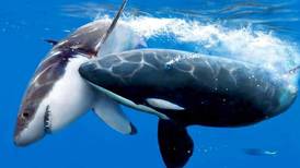 Foto:¡Increíble! Tiburón blanco siendo depredado por una Orca
