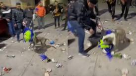 Perrito se hace viral al robarse una piñata de la posada | VIDEO
