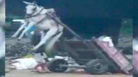 VIDEO: ¡Hombre descarga carreta con todo y burro amarrado!