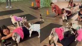 VIDEO | ¿Conoces el Goga? Es Yoga con cabras bebés