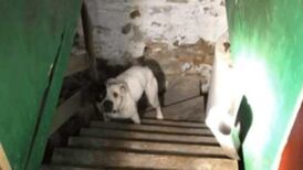 FOTOS| ¡Desgarrador! Hombre encuentra perrita encadenada en un sótano y la rescata