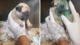 Tierno perrito es nebulizado y se hace viral| VIDEO