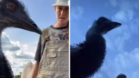 VIDEO| Conoce a Emmanuel el emú que se hizo viral