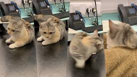 "Ñam, ñam, ñam" Gatito se hace viral por su forma de reaccionar al ser vacunado | VIDEO