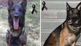 Muere ‘Proteo’, uno de los perros rescatistas enviados a Turquía