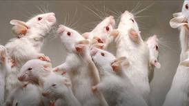 Científicos logran que ratas macho den a luz a crías sanas