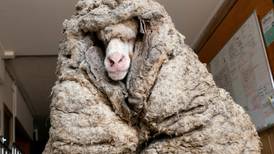 (VIDEO) Oveja con 35 kilos de lana encima