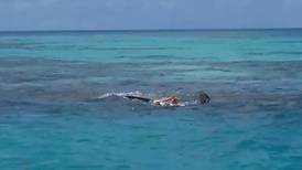 Video: Tiburón impide rescate de cadáver y lo devora