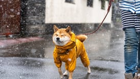 Evita que tu perro se enferme en época de lluvias