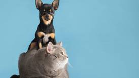 Cachorros, gatitos y más: ¿Cuál prefieres en la lista de animales más tiernos de Chat GPT?