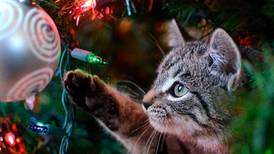¿Cómo evitar que tu gato tire el Árbol de Navidad?