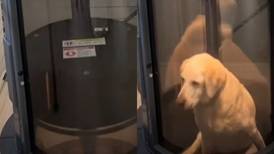 VIDEO | Familia construye un ascensor para su perro anciano: “Puro y verdadero amor”