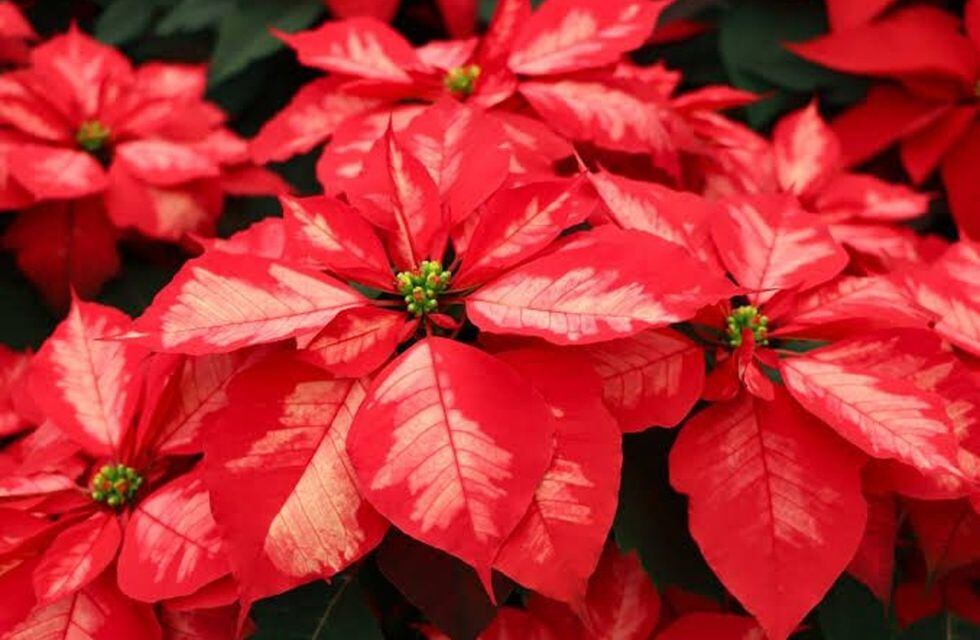 Navidad: Este es el significado de las flores de Nochebuena en Navidad