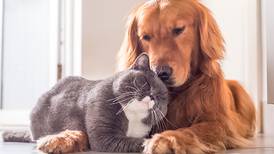 Estos consejos podrán evitar que tus mascotas tengan pulgas