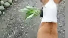 [VIDEO] Travieso y tierno: La historia de Bruno el perrito al que le gusta robarle plantas a su vecino