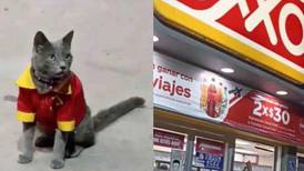 VIDEO | Captan a gatito con uniforme del Oxxo y se hace viral