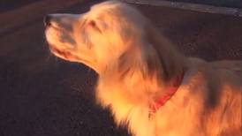 Vídeo: Perro conquista las redes al imitar sonido de sirena