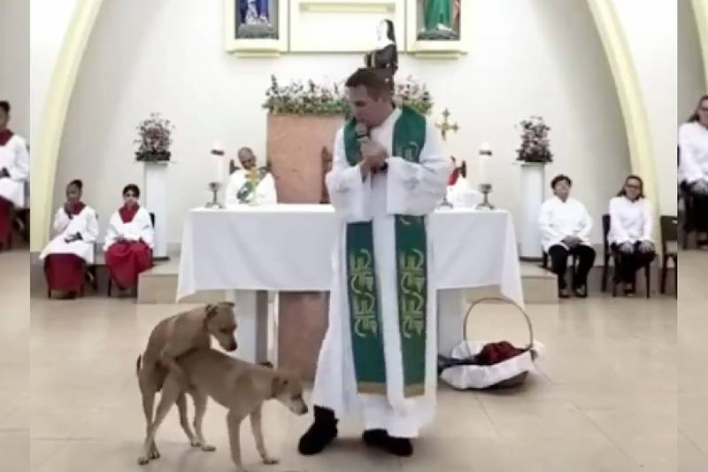 Perritos interrumpen misa
