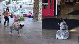 Perrito espera a su dueña afuera de un supermercado, pero ella ya murió