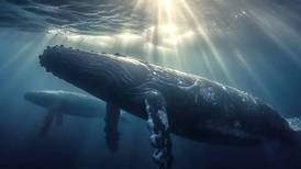 VIDEO | Por primera vez captan el impresionante momento en que una ballena amamanta a su cría