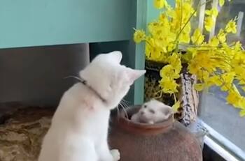 Video: Se hizo viral una persecución entre un gato juguetón y un minino enojado que lo intenta atrapar