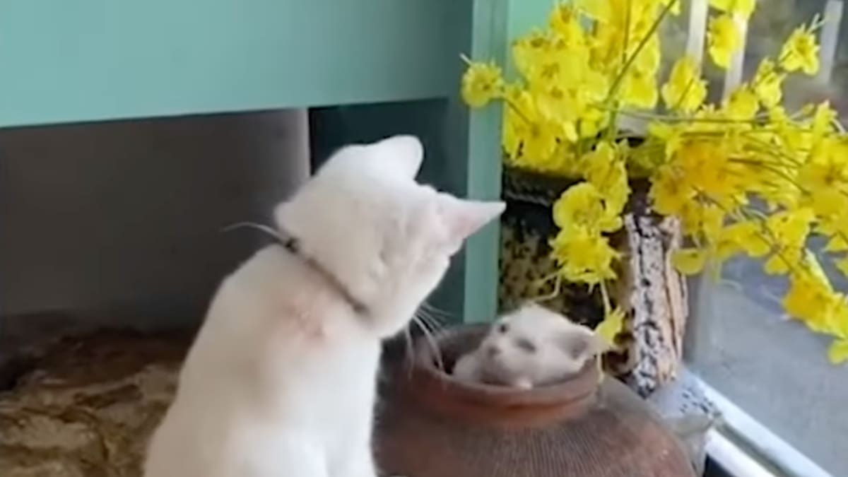 Video: Se hizo viral una persecución entre un gato juguetón y un minino enojado que lo intenta atrapar