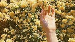 VIRAL | La razón por la que todas queremos recibir flores amarillas este 21 de septiembre