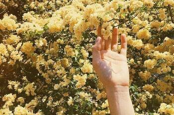 VIRAL | La razón por la que todas queremos recibir flores amarillas este 21 de septiembre