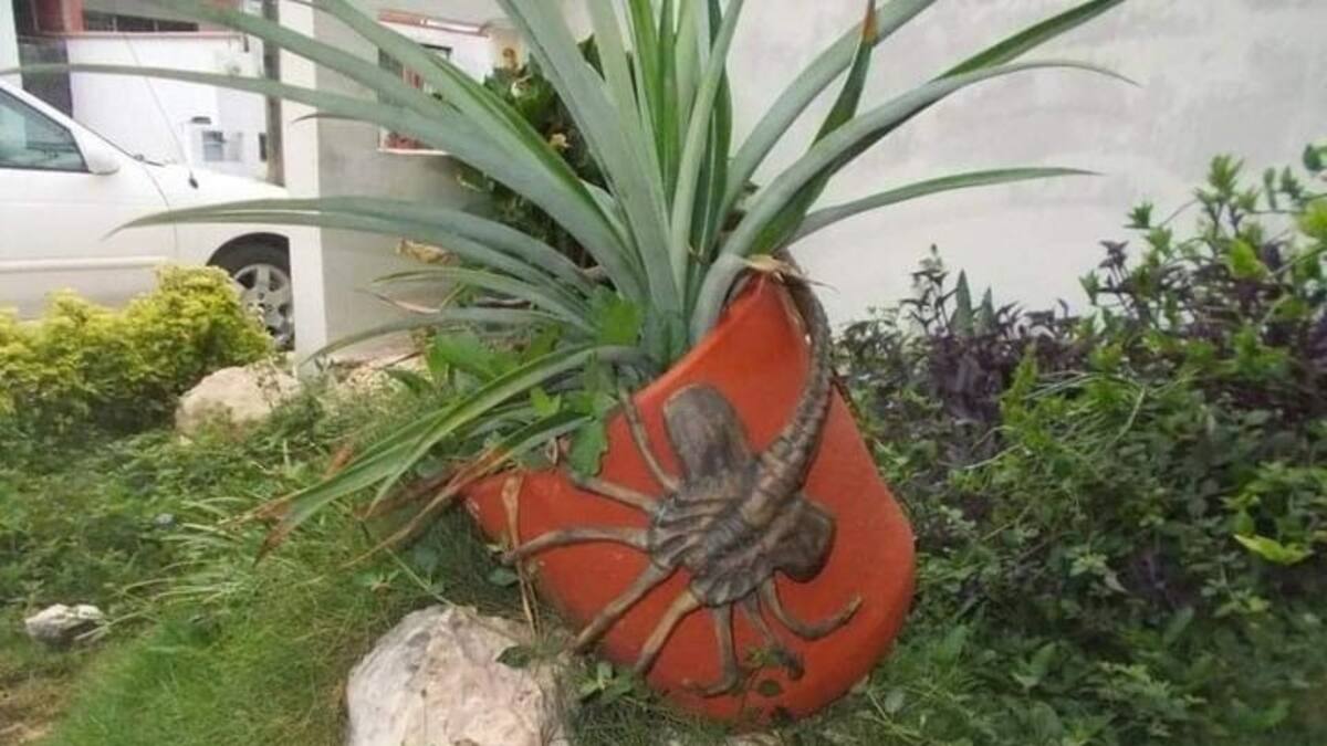 Conoce al Aguijón Pica Jopo que aterroriza a Colombia
