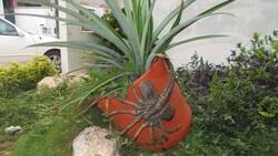 Conoce al Aguijón Pica Jopo que aterroriza a Colombia