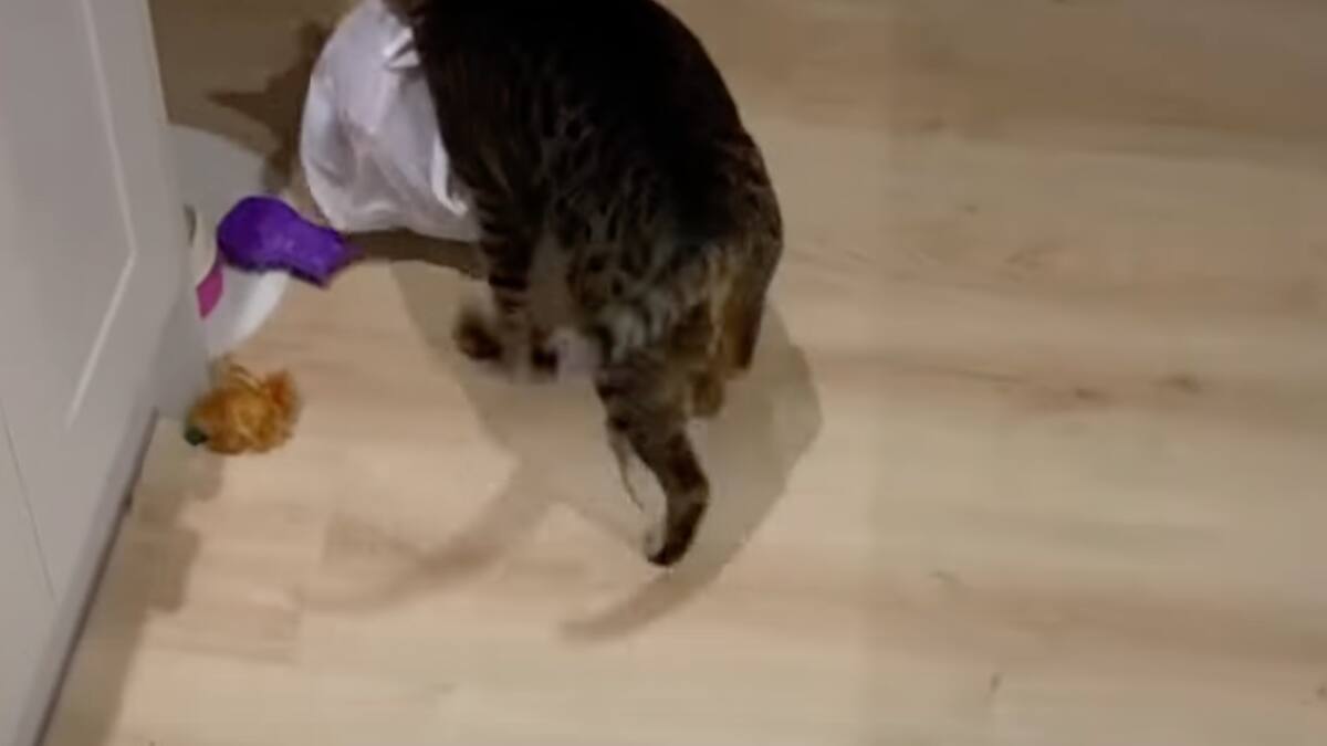 Video viral: un Gatito descarado se robó una bolsa de costillas