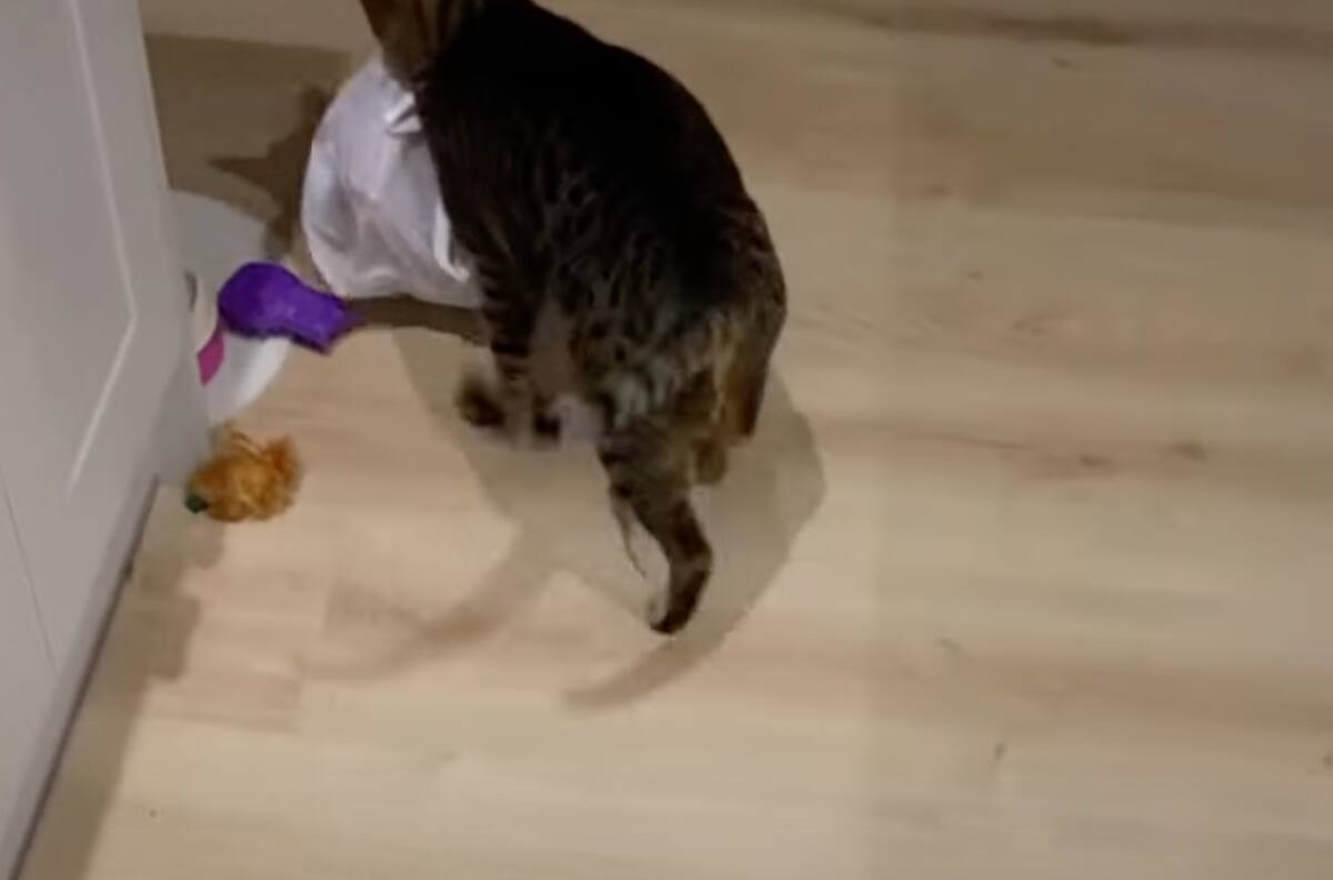 Video viral: un Gatito descarado se robó una bolsa de costillas